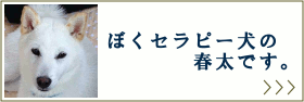 セラピー犬の春太です。